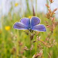 Common Blue 11 